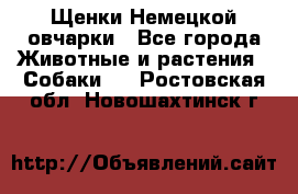 Щенки Немецкой овчарки - Все города Животные и растения » Собаки   . Ростовская обл.,Новошахтинск г.